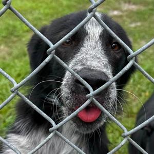 Diesel, Border Collie / Cattle Dog, puppy, available for adoption