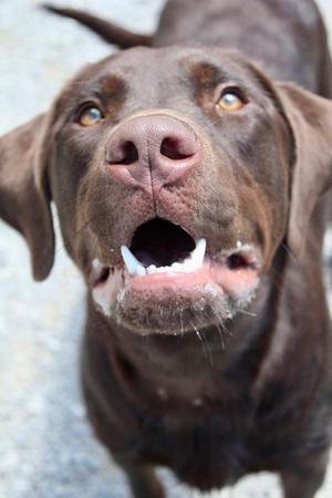 Cujo, Labrador Retriever / Rottweiler, young, available for adoption