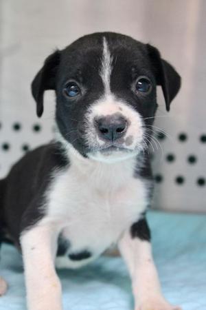Baloo, Mixed Breed, puppy, available for adoption