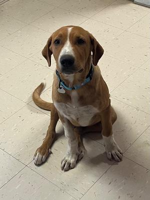 Mac, Mixed Breed, young, available for adoption