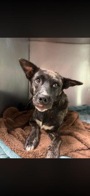 Pumpkin, Mixed Breed, puppy, available for adoption