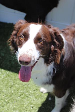 Hazel, Australian Shepherd, young, available for adoption
