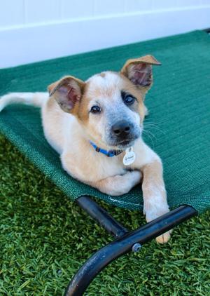 Alford 7, Great Pyrenees / Cattle Dog, puppy, available for adoption