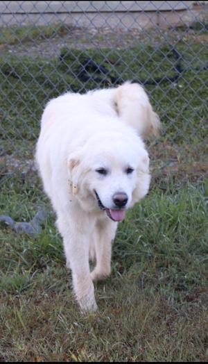 Jeffro, Mixed Breed, adult, available for adoption