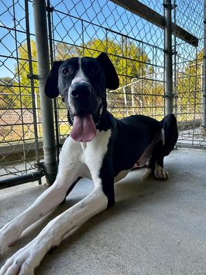 Cash, Great Dane, young, available for adoption