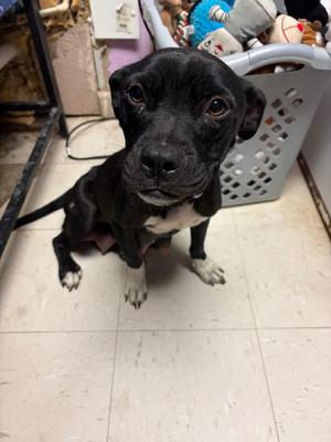 Bambi, Mixed Breed, young, available for adoption