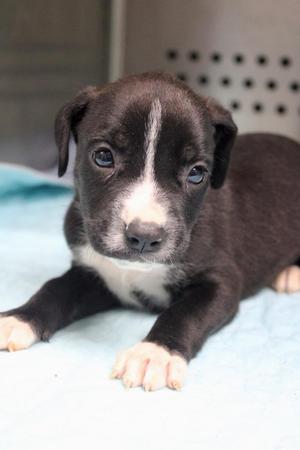Babs, Mixed Breed, puppy, available for adoption