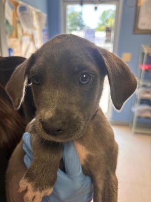 Kaycie, Mixed Breed, puppy, available for adoption