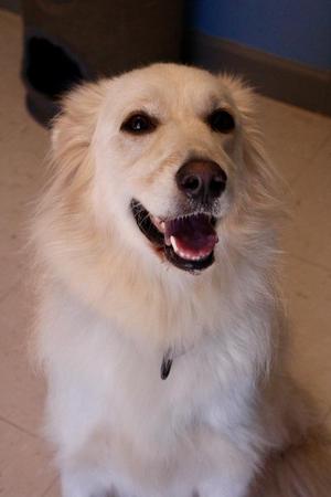 A fluffy white dog with a happy expression, sitting on a tiled floor.