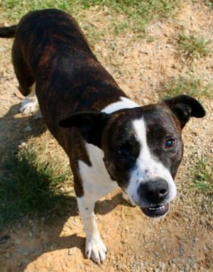 Bubba, Mixed Breed, young, available for adoption
