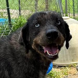 Mal, Mixed Breed, adult, available for adoption