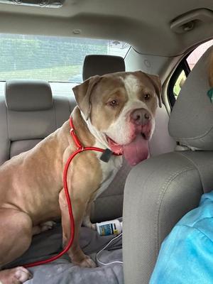 Cujo, Mixed Breed, adult, available for adoption