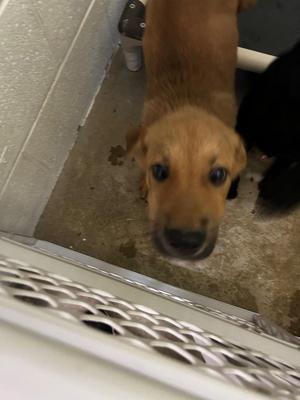 Burrito, Mixed Breed, puppy, available for adoption