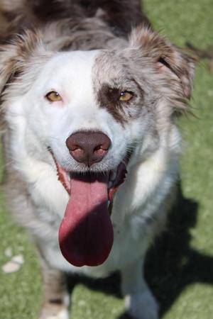 Ruby, Australian Shepherd, young, available for adoption