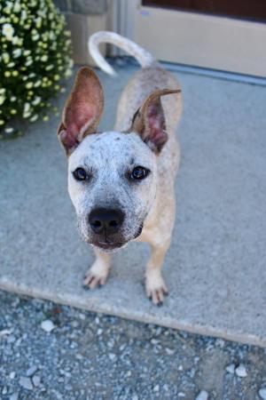 a white dog with black spots standing on a concrete surface