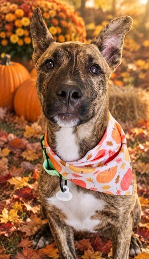 Carl, Pit Bull Terrier, puppy, available for adoption