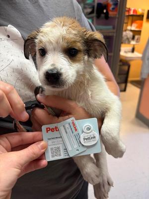 Alford 1, Great Pyrenees / Cattle Dog, puppy, available for adoption