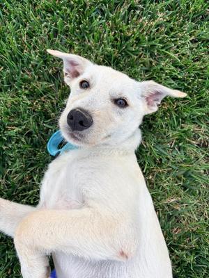 Pablo, Mixed Breed, puppy, available for adoption