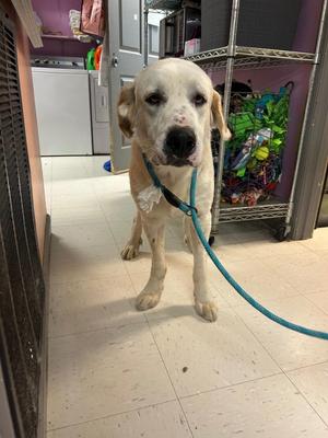 Marvin, Mixed Breed, adult, available for adoption