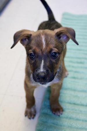 Dollar Tree, Mixed Breed, puppy, available for adoption