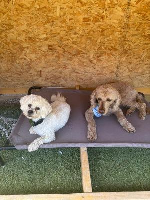 Mitch, Poodle, adult, available for adoption