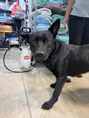 Eclipse, German Shepherd Dog, young, available for adoption