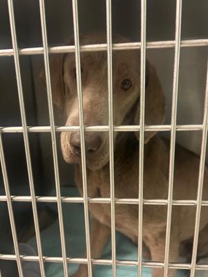 Layla, Labrador Retriever, adult, available for adoption