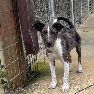 Evie, Mixed Breed, puppy, available for adoption