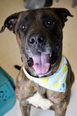 Chief, Mastiff, adult, available for adoption