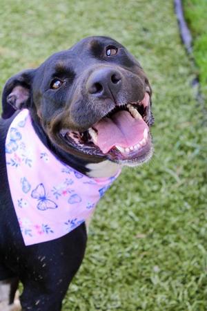Girly Pop, Mixed Breed, adult, available for adoption