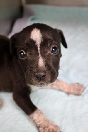 Bo Peep, Mixed Breed, puppy, available for adoption