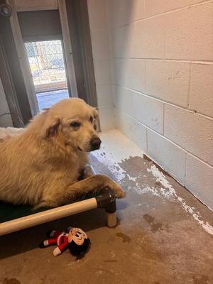 Harley, Mixed Breed, adult, available for adoption