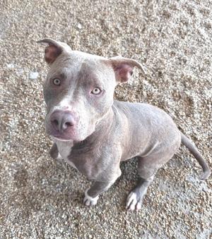 A gray pit bull dog sitting on a gravel surface, looking up at the camera with its ears perked up.