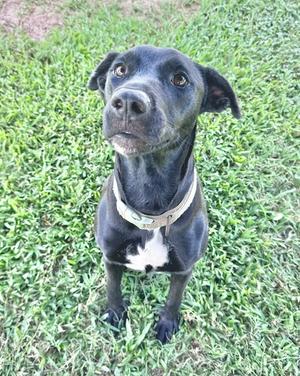 A black dog with a white patch on its chest, wearing a collar, sitting on grass and looking up.