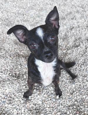 A black and white puppy with large ears and a white chest sitting on a gravel surface.