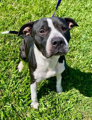 Ashton, American Pit Bull Terrier Mix, adult, available for adoption