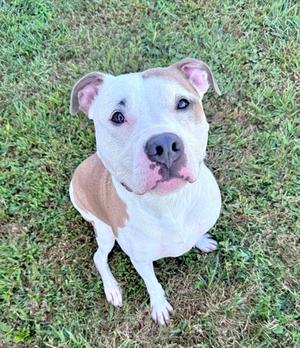 A brown and white pit bull terrier sitting on grass, looking up at the camera.