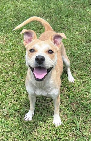 Sally Wally, Terrier Mix, adult, available for adoption