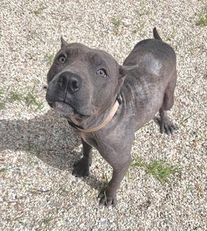 A gray pit bull dog standing on a gravel surface, looking up with its head tilted.