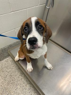 A brown and white puppy with large, expressive eyes sitting on a metal surface.
