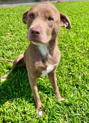Bentley, Labrador Retriever Mix, adult, available for adoption