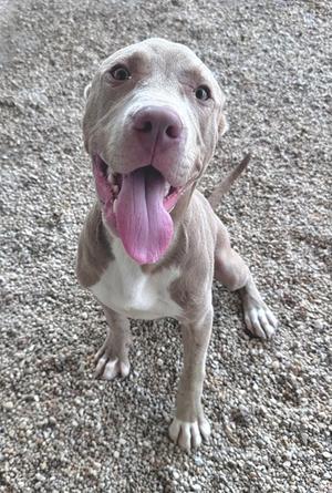 A happy gray pit bull with a white chest and a pink tongue sticking out, sitting on a gravel surface.