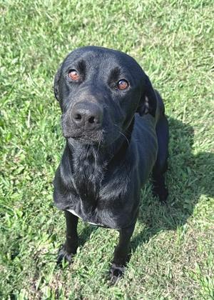 Twister, Labrador Retriever Mix, adult, available for adoption