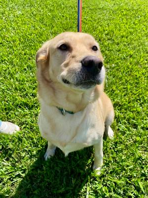 Genn, Labrador Retriever Mix, adult, available for adoption