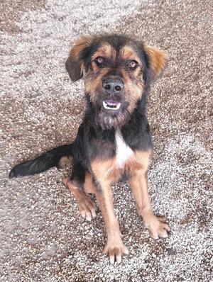 A brown and black dog with a white patch on its chest sitting on a gravel surface.