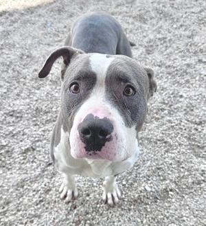 A close-up of a gray and white dog with a pink nose and soulful eyes, standing on a gravel surface.