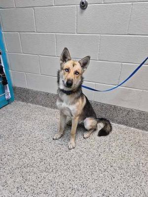 a dog sitting on the floor with a blue leash