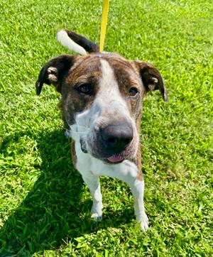 Sneakers, Pit Bull Terrier Mix, adult, available for adoption
