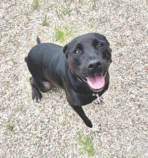 A black dog with a pink tongue sticking out, standing on a gravel surface.