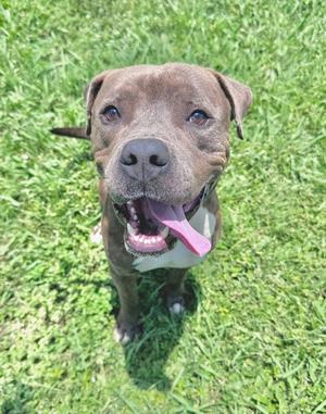 A happy-looking brown pitbull-mix dog sitting on green grass with its tongue hanging out.